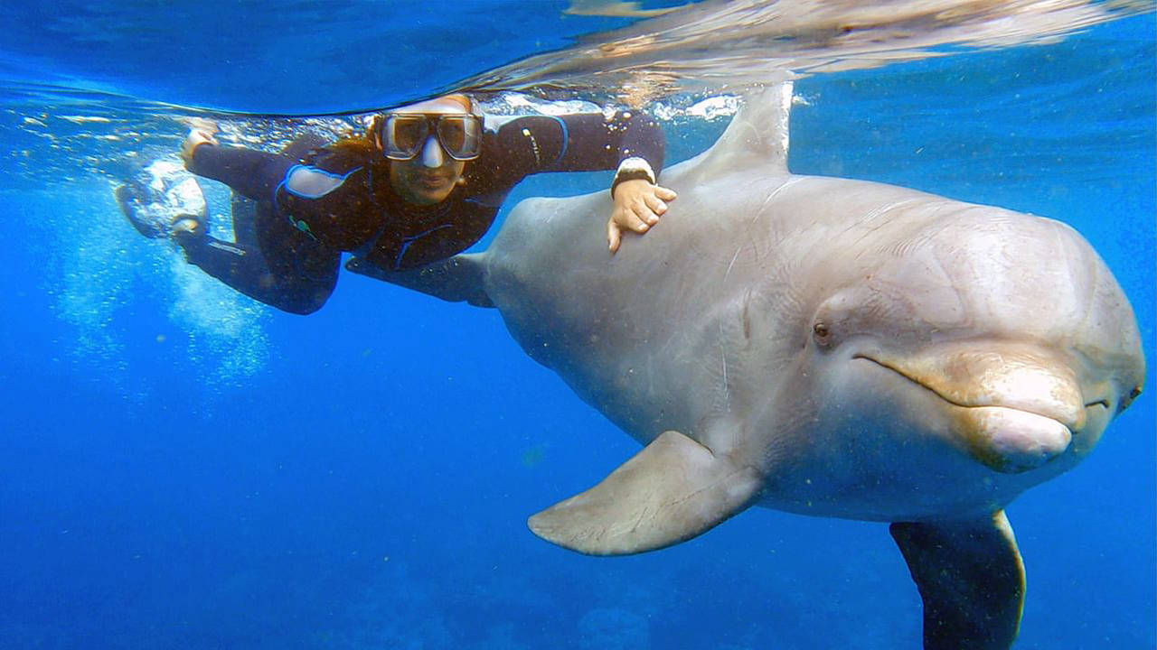 GEO Reportage - Curaçao, des dauphins